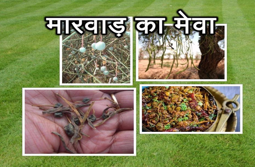 ker sangri- popular Rajasthani delicacies