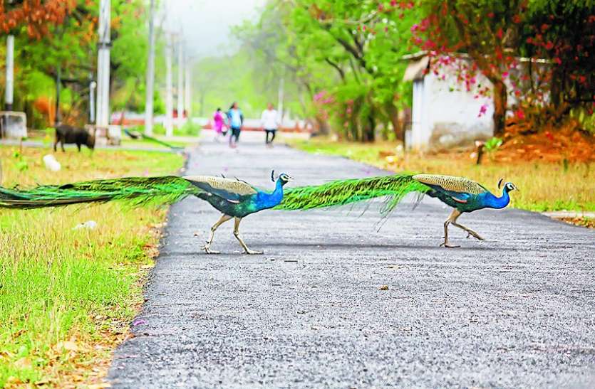 peacock hunting
