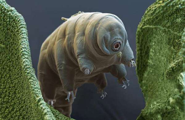 water bear