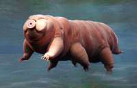 water bear