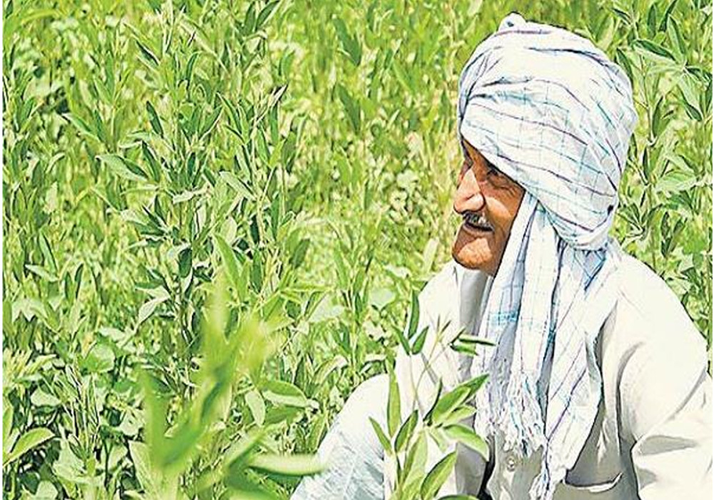 farmer