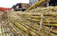 sugarcane