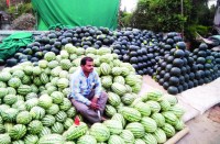देश के कोने-कोने तक पहुंच रहा शिवरीनारायण के खरबूज और तरबूज की मिठास, पढि़ए खबर...
