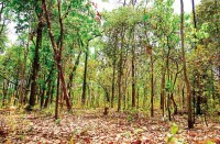 pollution news chhattisgarh 