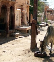 Jaisalmer patrika