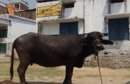 Buffalo
