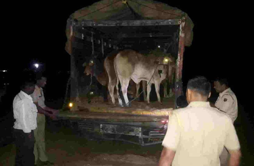 Cattle
