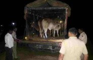 Cattle