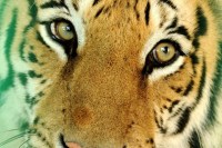 Be careful to roam the hungry tigress