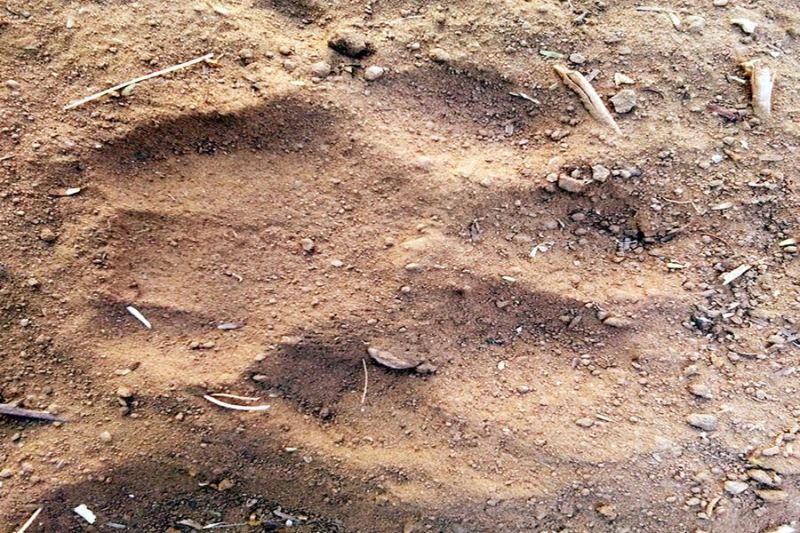 तीसरे दिन भी आया बघेरा