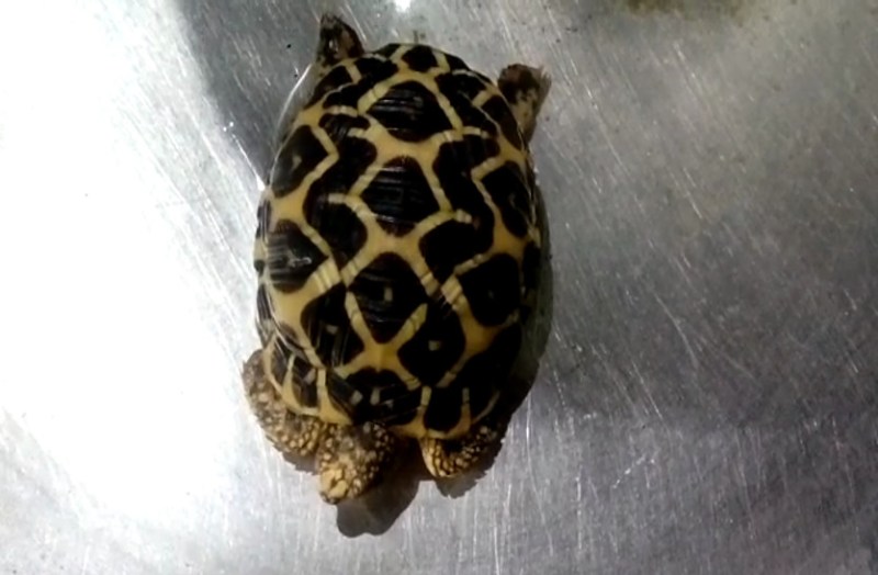 turtle