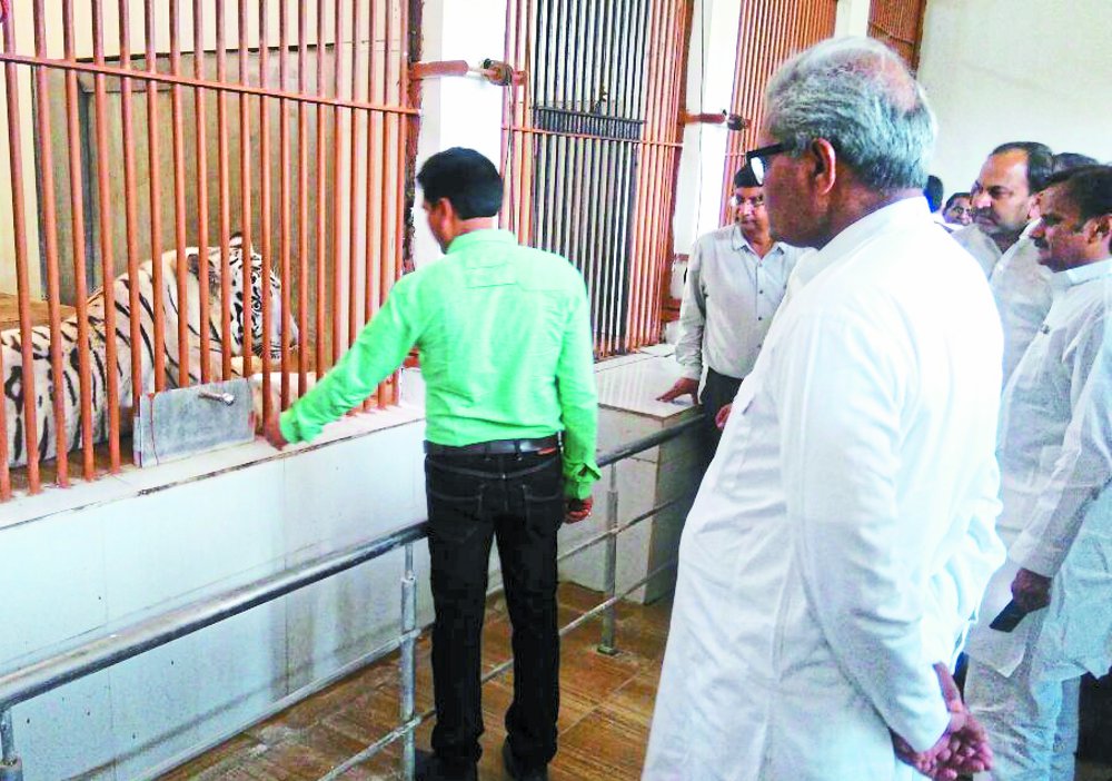 mukundpur tiger safari timing