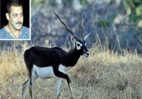 black buck