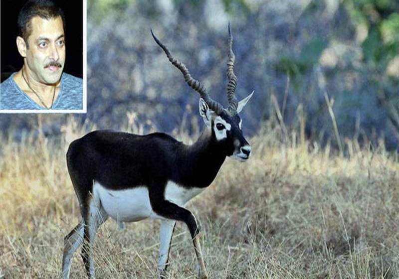 black buck