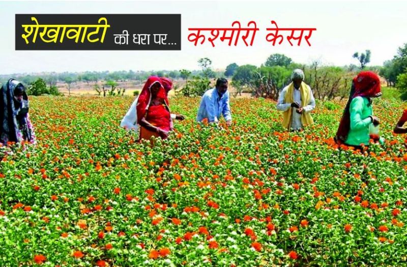 kashmiri saffron in sikar
