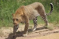 पहाड़ से गिरने पर वृद्ध की मौत, तेंदुआ ने किया है हमला की खबर से ग्रामीण भयभीत, पढि़ए खबर...