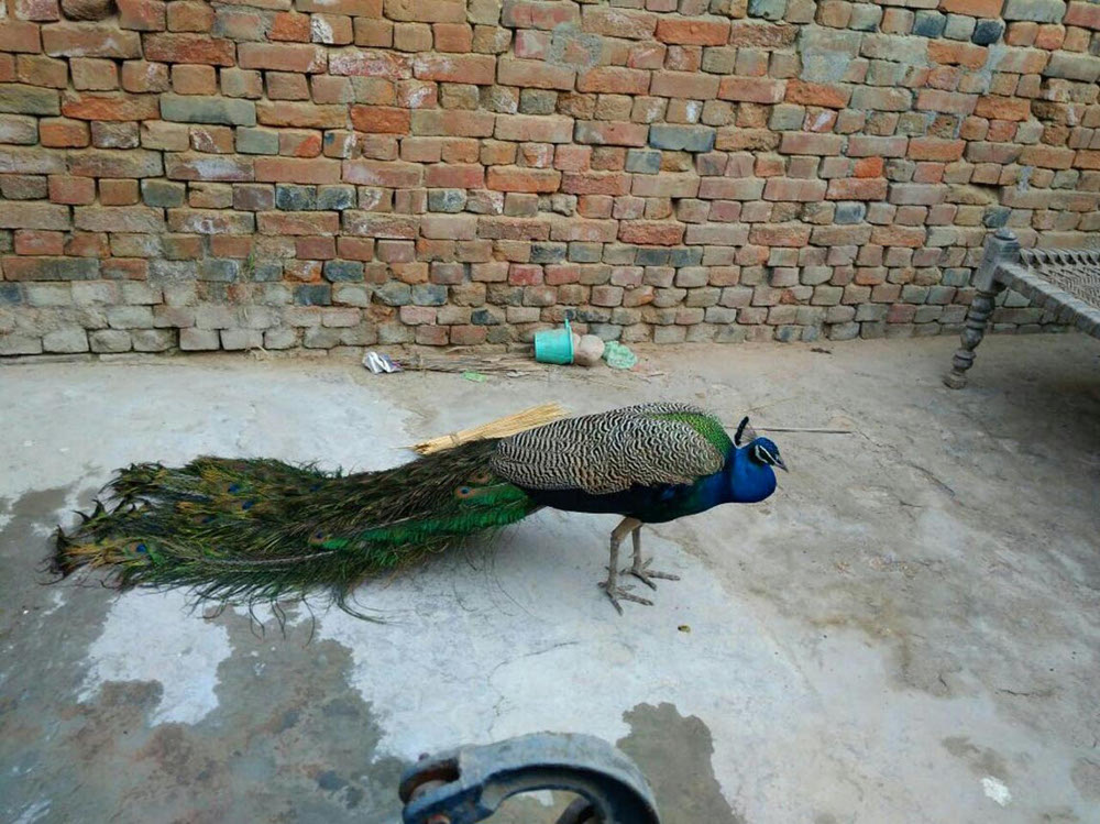 Serious illness in peacock Auraiya up news