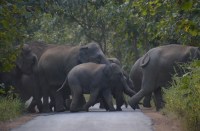 फसल को देखने खेत जा रहे किसान को दंतैल हाथी ने पटक-पटक कर मार डाला