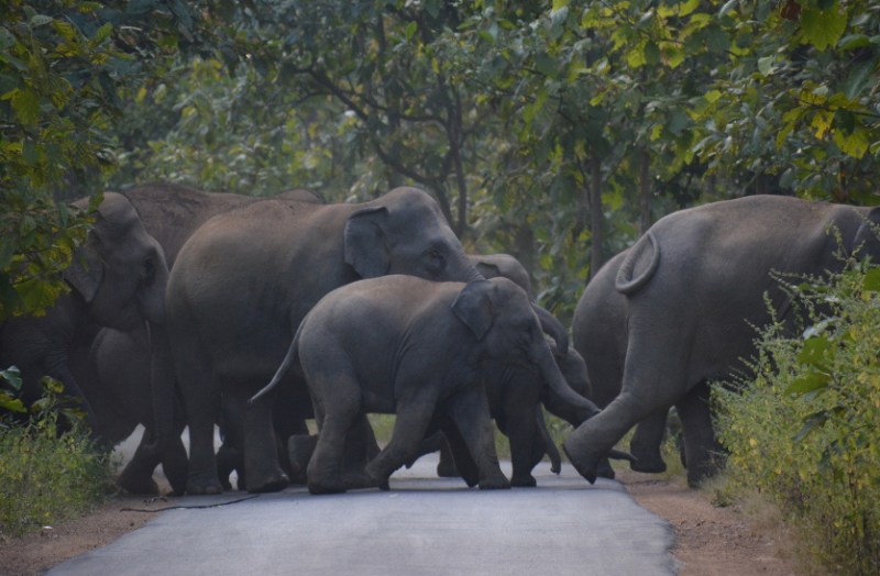 फसल को देखने खेत जा रहे किसान को दंतैल हाथी ने पटक-पटक कर मार डाला