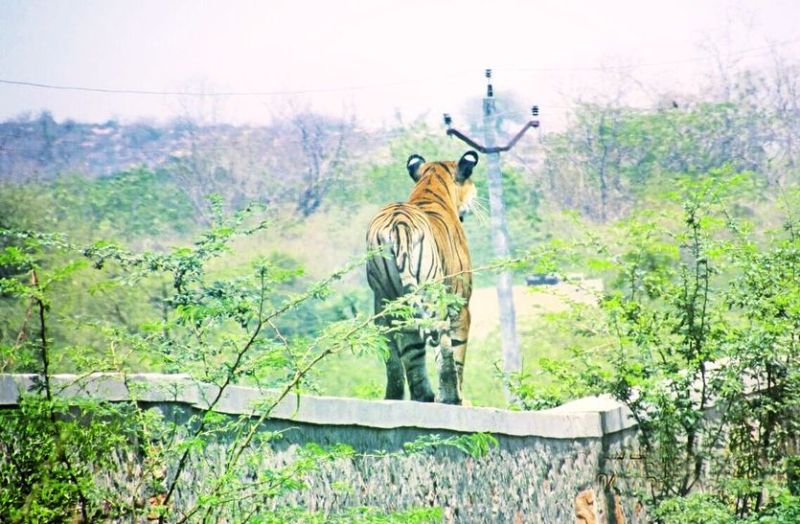 शावकों की ओर जाती बाघिन लाइटनिंग