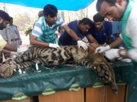Tiger operation of forty minutes walk