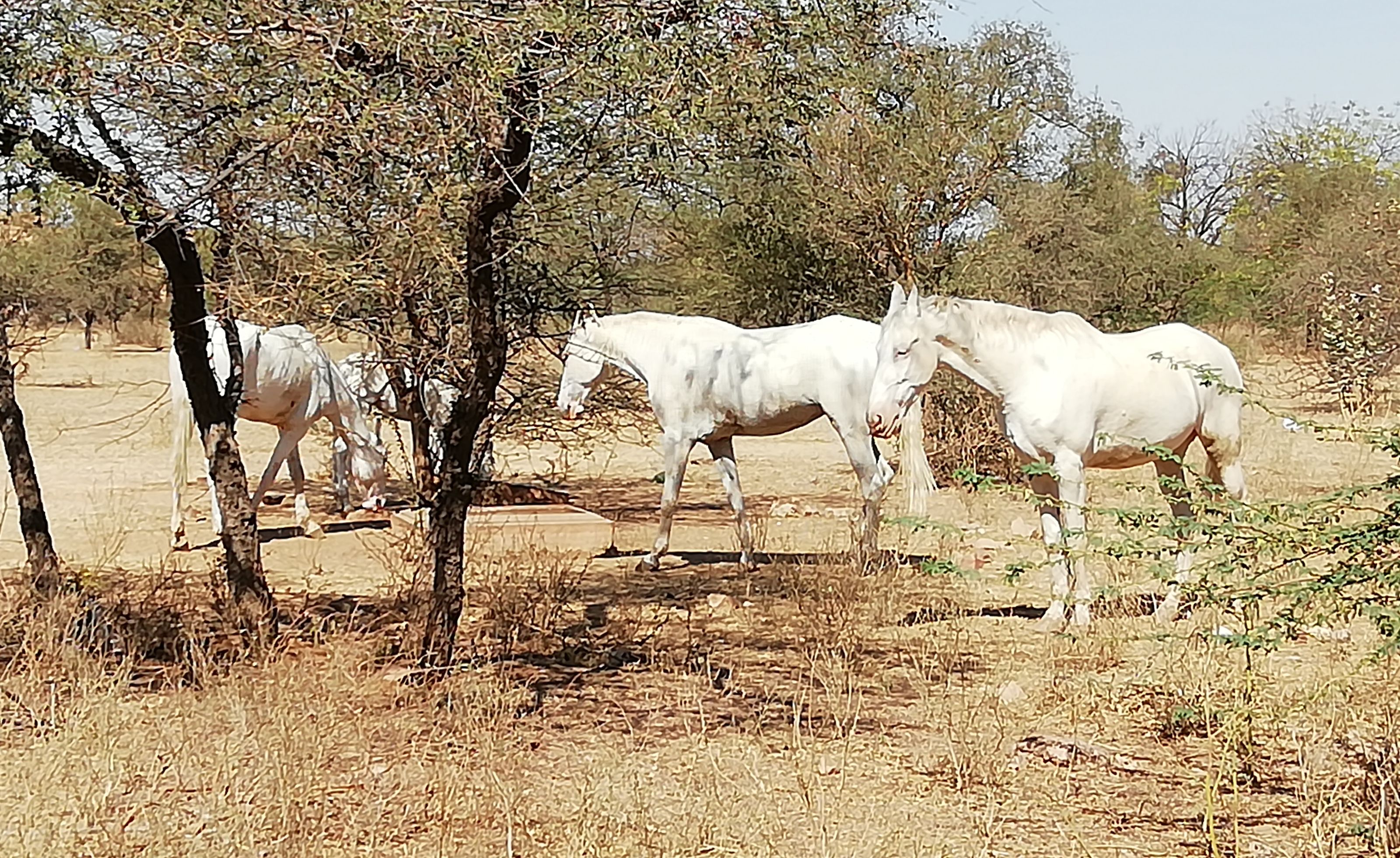 horses,News in Hindi,jodhpur news,