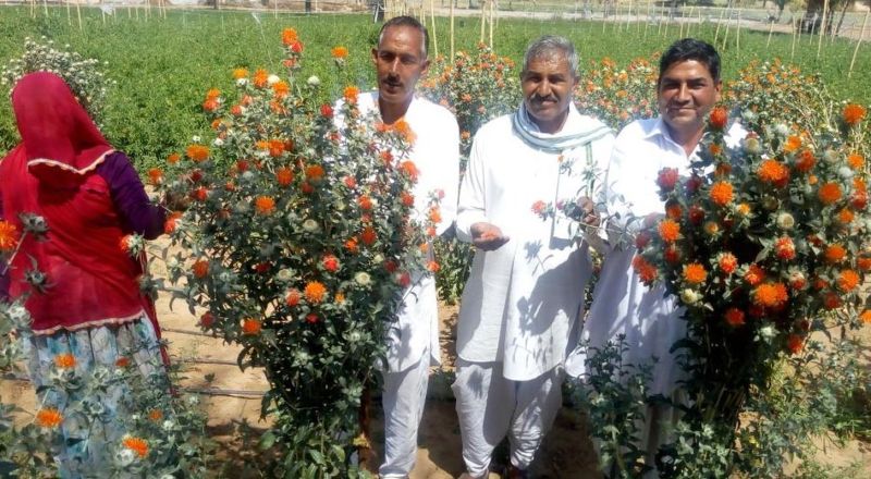 Saffron cultivation in Basedi village of Kalwar