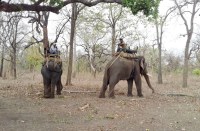 Man-eating tigress, 2 hundred kilometers journey searching in elephant