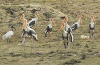Birds