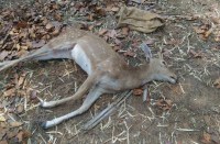 पानी की तलाश में जंगली जानवर पहुंच रहे गांव, कुत्तों ने घेरकर दो दिन में दो चीतल को मारा