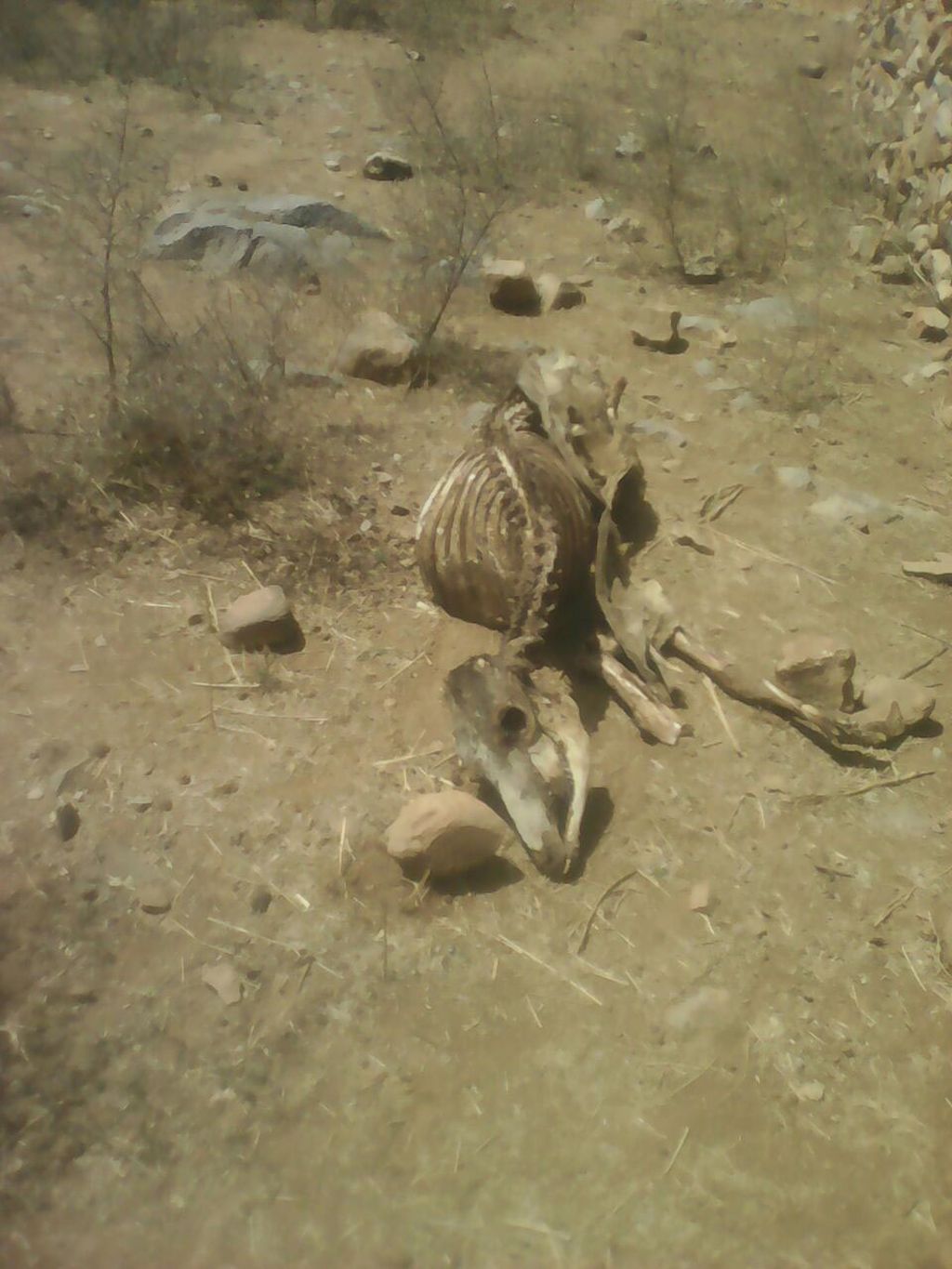 तपन से नहीं मिल रही राहत