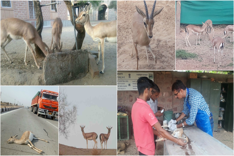 thirsty wild animals in jodhpur
