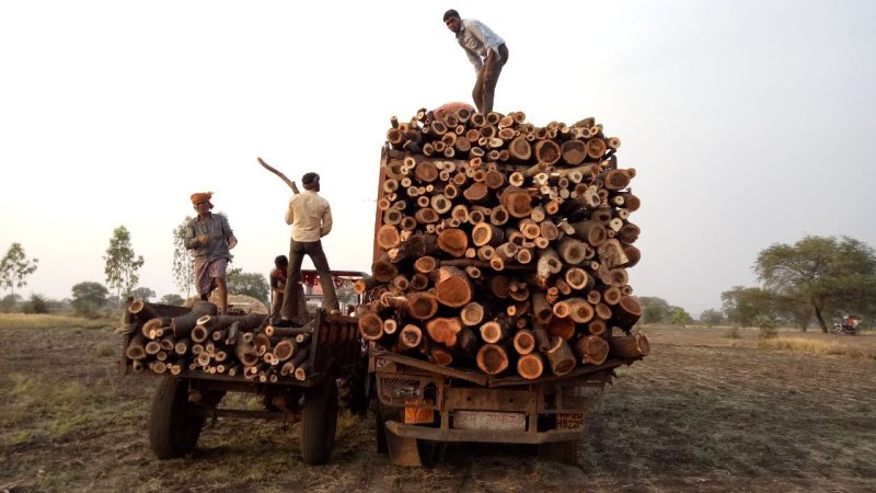 Prohibited Wood smuggled under the guise of Acacia