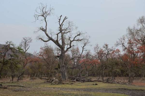 Mukundara Hills Tiger Reserves
