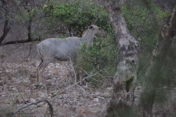 Mukundara Hills Tiger Reserves