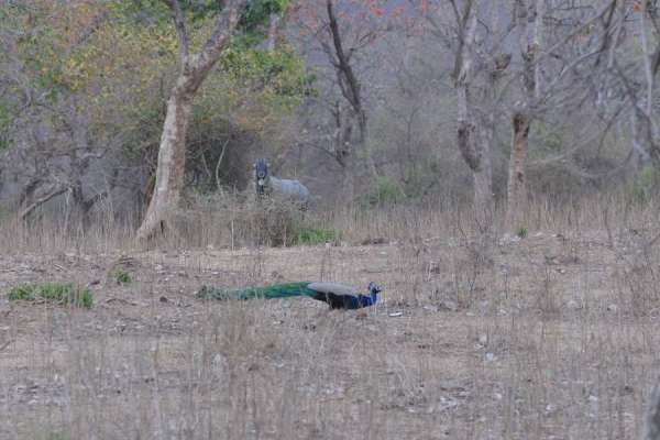 Mukundara Hills Tiger Reserves