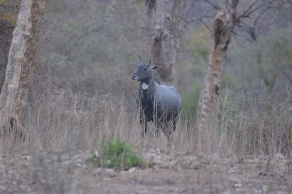 Mukundara Hills Tiger Reserves