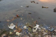 मानिकपुर पोखरी में गंदगी का अंबार, नाले का गंदा पानी मिलने से पीने योग्य नहीं, एसईसीएल प्रबंधन व प्रशासन भी नहीं दे रहा ध्यान