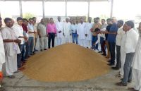 Now we will have 40 quintals yield in a day