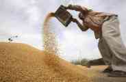 FARMERS SELLING THEIR GRAIN IN HARYANA