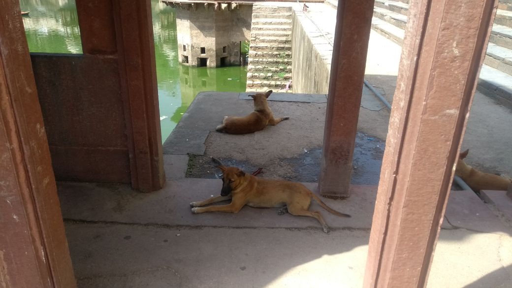 DOGS TERROR AT ALWAR TOURIST PLACES