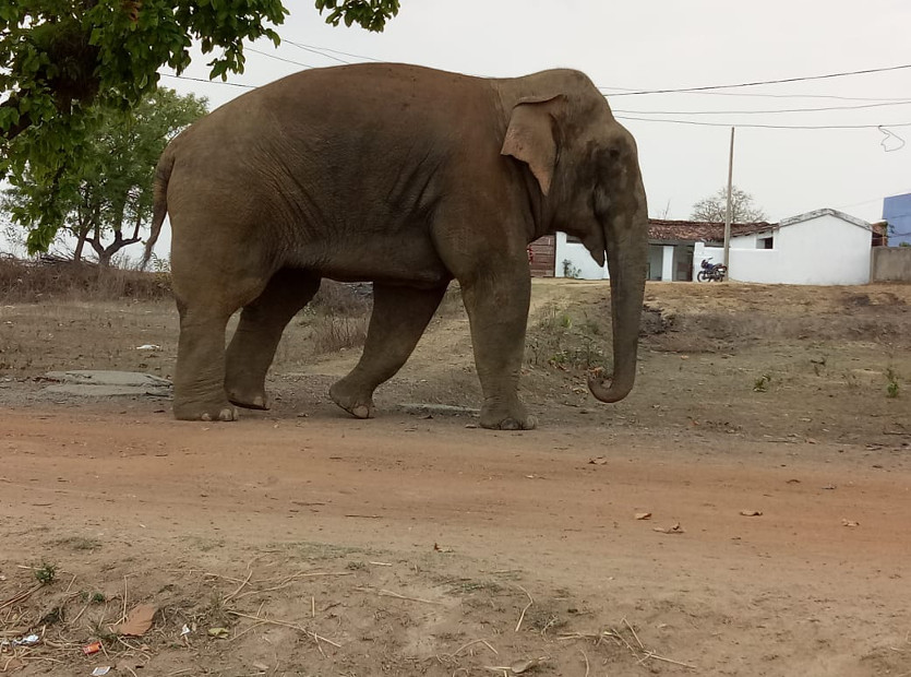 Elephan walking in the village