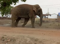 Elephan walking in the village