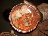 Snake charmer arrested