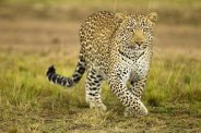 leopard ran away from forest due to animal's fear 