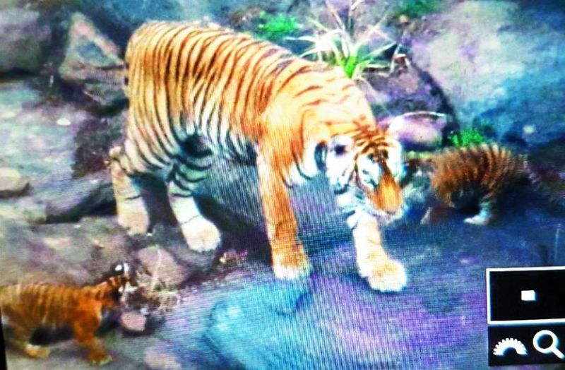  बाघिन टी-92 एवं उसके दो शावक।