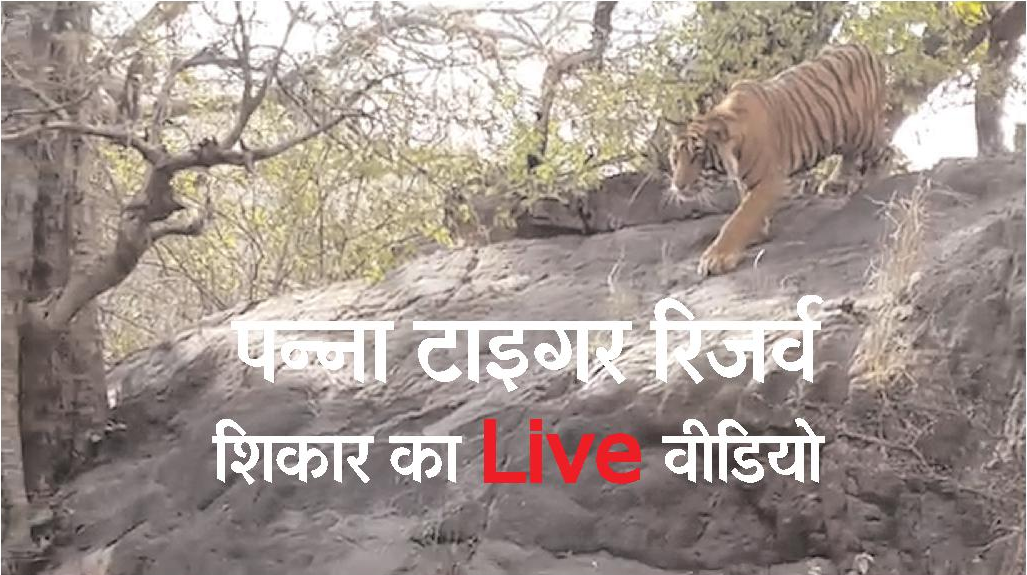 Panna Tiger Reserve Panna Madhya Pradesh