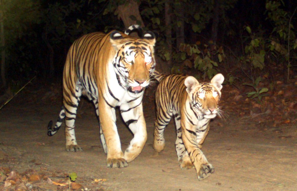 Sidhi sanjay national park tiger project news in hindi