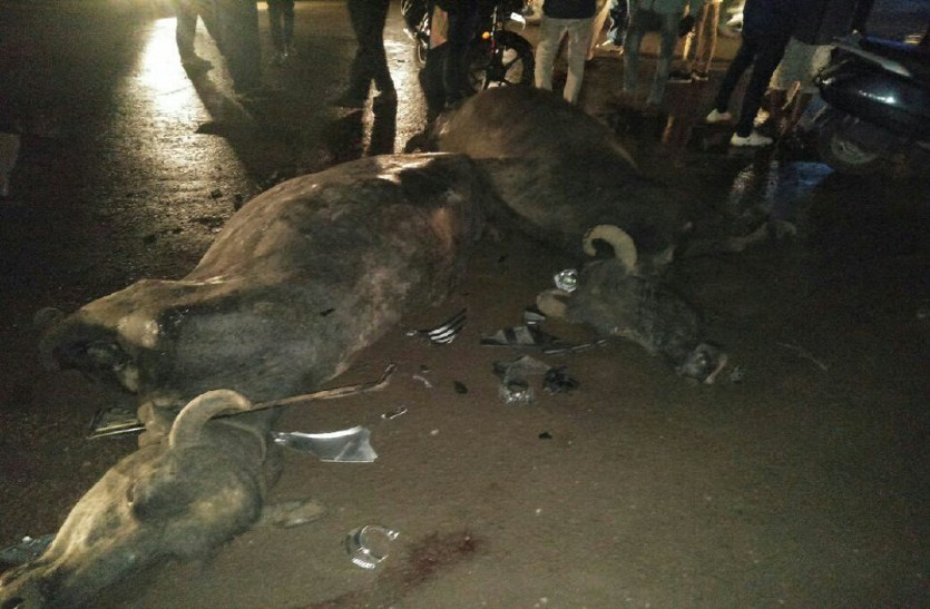 Buffalo