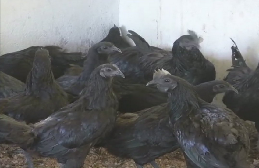 Black Chicken